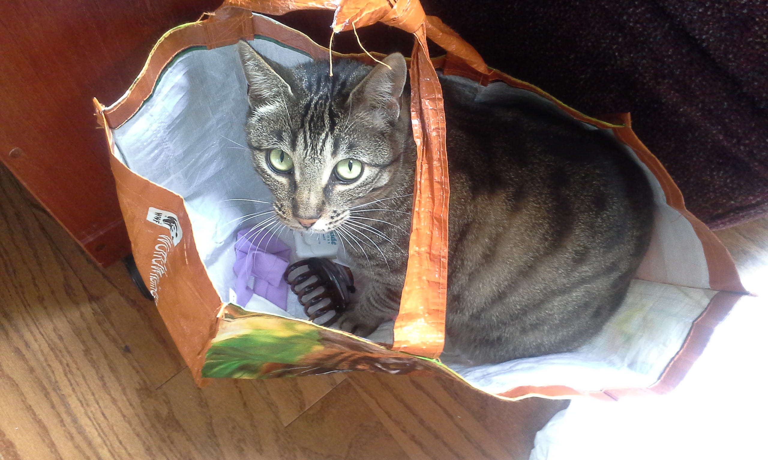 Curio in a World Wildlife Fund tote bag.